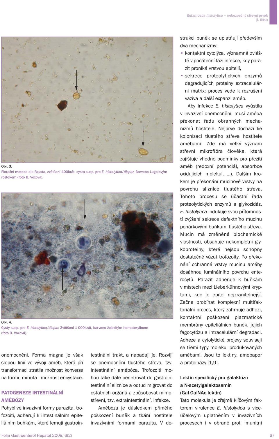 PATOGENEZE INTESTINÁLNÍ AMÉBÓZY Pohyblivé invazivní formy parazita, trofozoiti, adherují k intestinálním epiteliálním buňkám, které lemují gastrointestinální trakt, a napadají je.