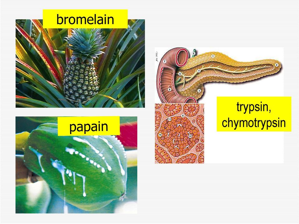 trypsin,