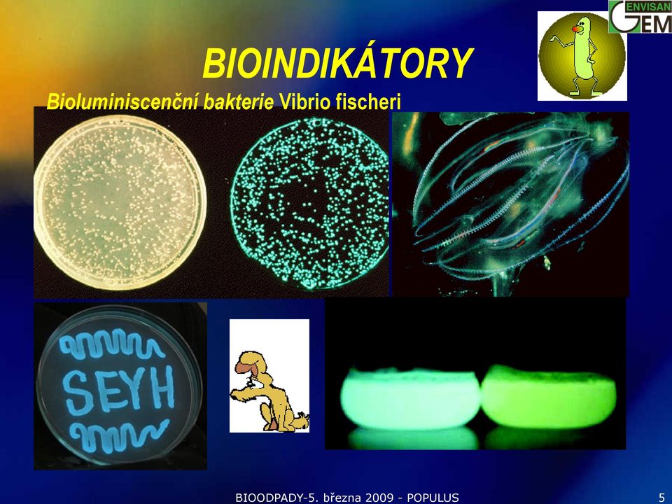 bakterie Vibrio