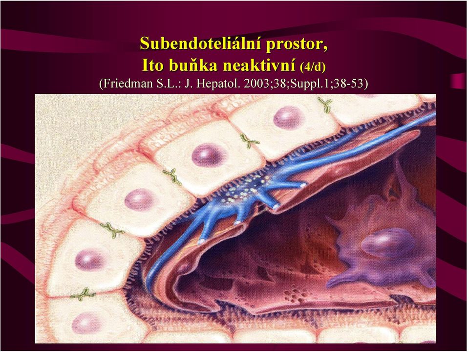 neaktivní (4/d) (Friedman