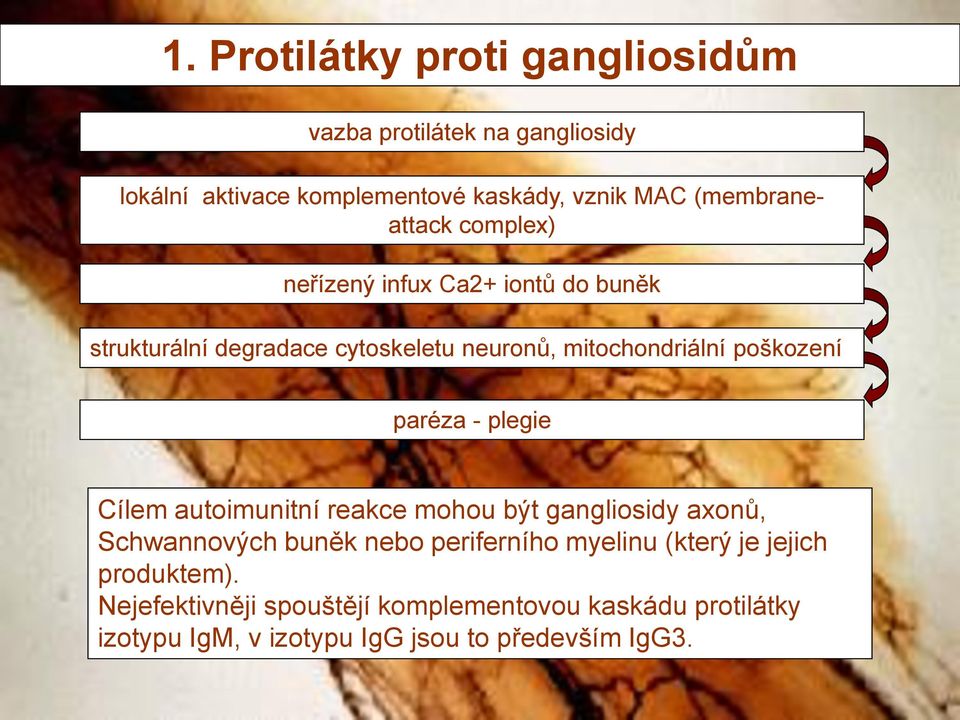 poškození paréza - plegie Cílem autoimunitní reakce mohou být gangliosidy axonů, Schwannových buněk nebo periferního