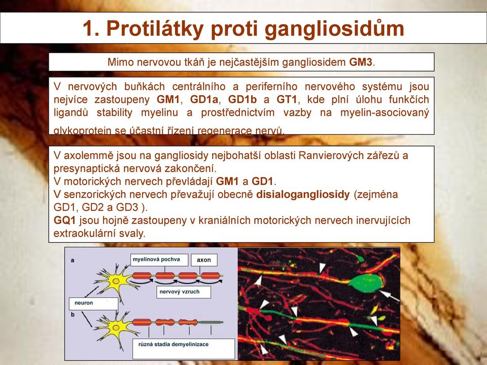 prostřednictvím vazby na myelin-asociovaný glykoprotein se účastní řízení regenerace nervů.