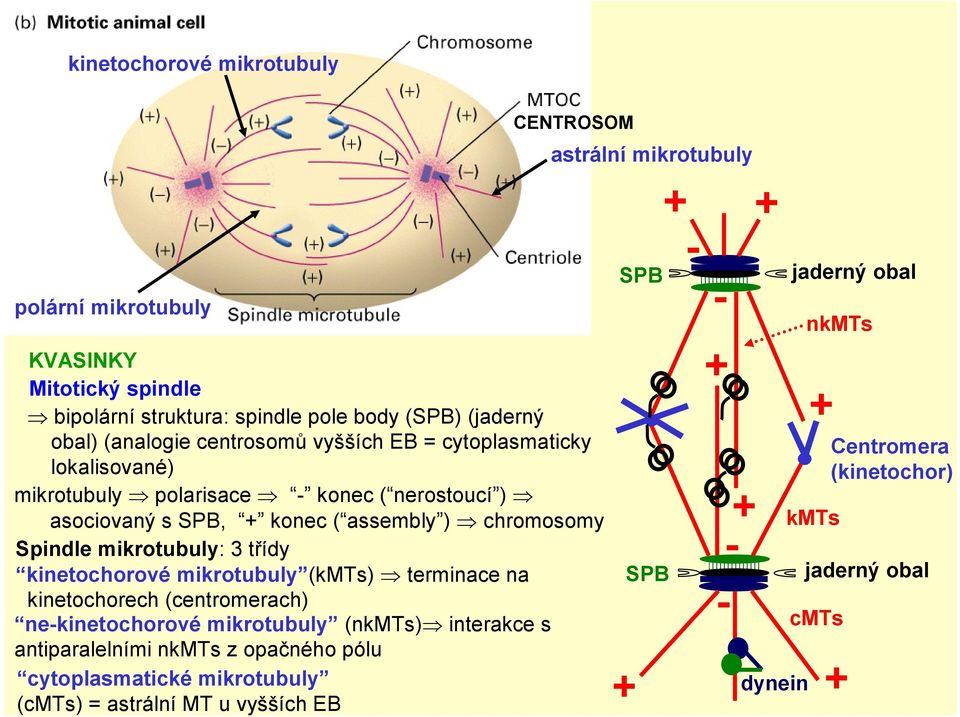 kinetochorové mikrotubuly (kmts) terminace na kinetochorech (centromerach) ne-kinetochorové mikrotubuly (nkmts) interakce s antiparalelními nkmts z opačného pólu