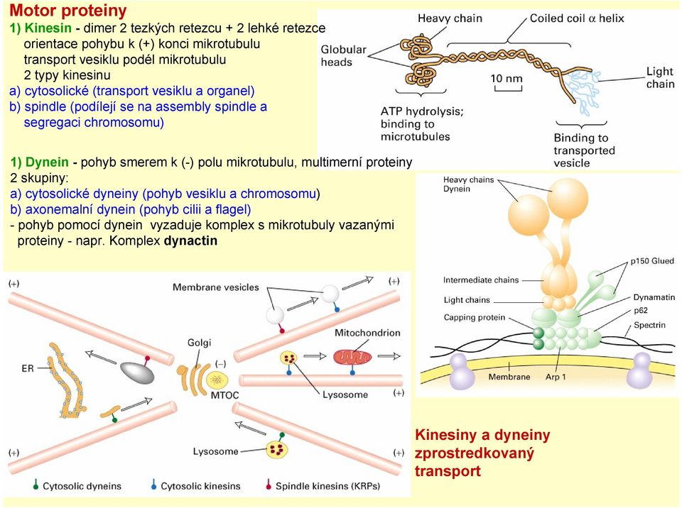 smerem k (-) polu mikrotubulu, multimerní proteiny 2 skupiny: a) cytosolické dyneiny (pohyb vesiklu a chromosomu) b) axonemalní dynein (pohyb cilii