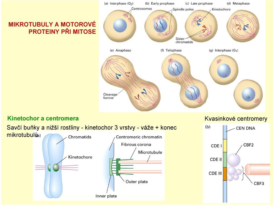 buňky a nižší rostliny - kinetochor 3