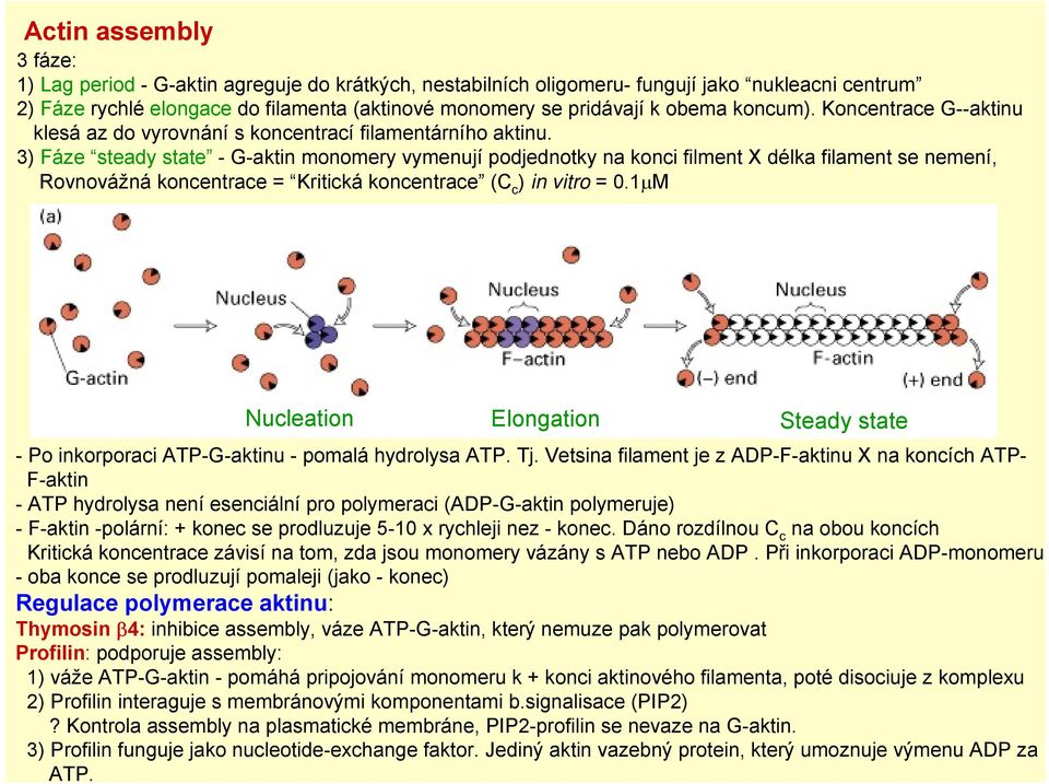 3) Fáze steady state - G-aktin monomery vymenují podjednotky na konci filment X délka filament se nemení, Rovnovážná koncentrace = Kritická koncentrace (C c ) in vitro = 0.