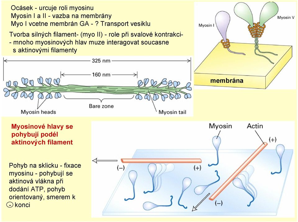 hlav muze interagovat soucasne s aktinovými filamenty membrána Myosinové hlavy se pohybují podél