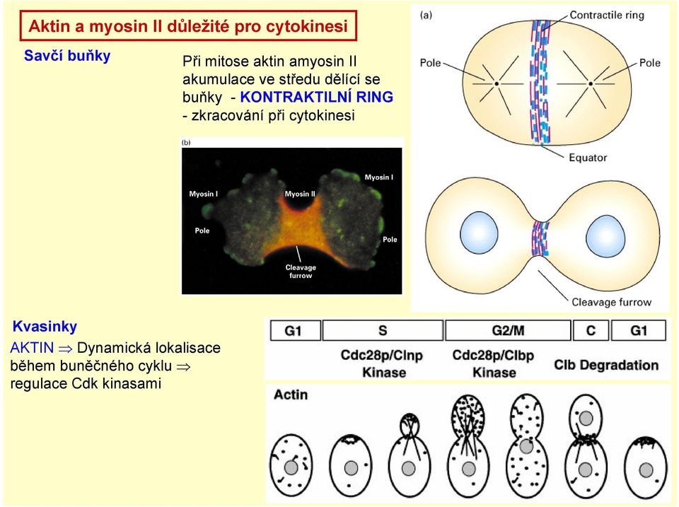 KONTRAKTILNÍ RING - zkracování při cytokinesi Kvasinky AKTIN