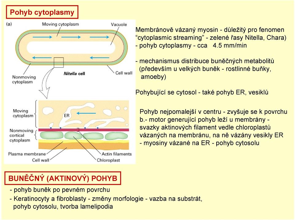 nejpomalejší v centru - zvyšuje se k povrchu b.