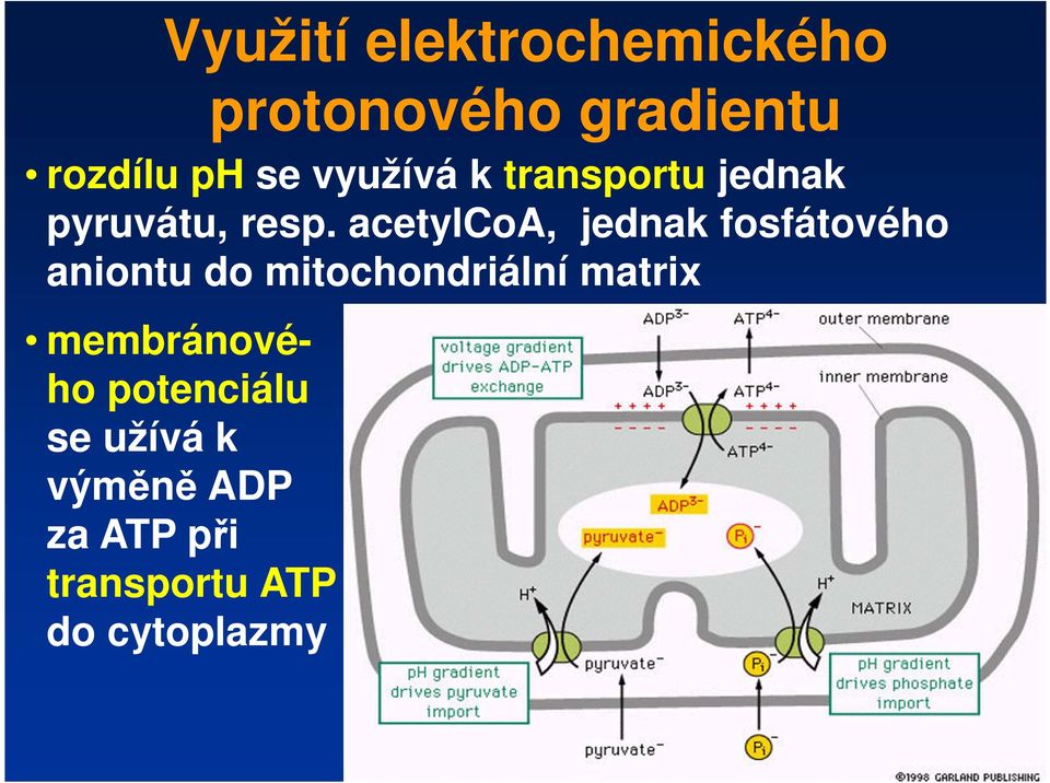 acetylcoa, jednak fosfátového aniontu do mitochondriální matrix
