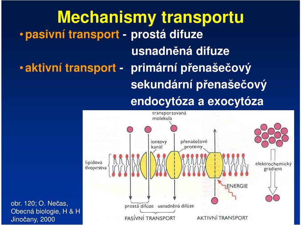 přenašečový sekundární přenašečový endocytóza a