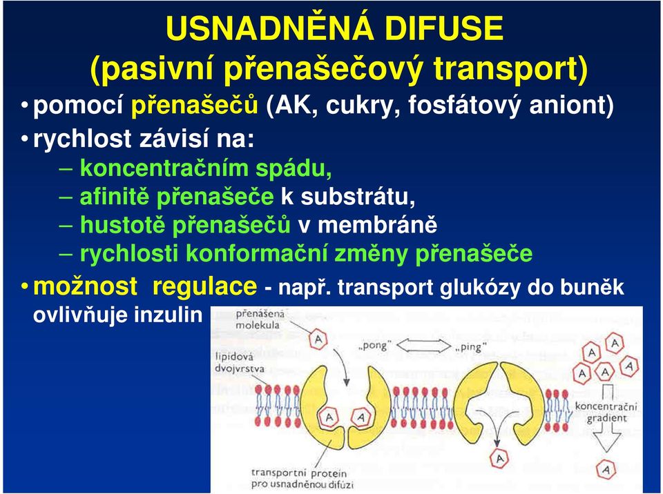 přenašeče k substrátu, hustotě přenašečů v membráně rychlosti konformační