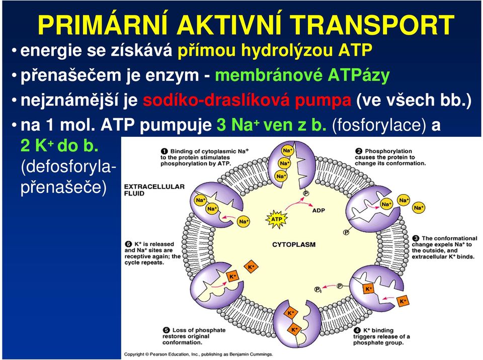 sodíko-draslíková pumpa (ve všech bb.) na 1 mol.