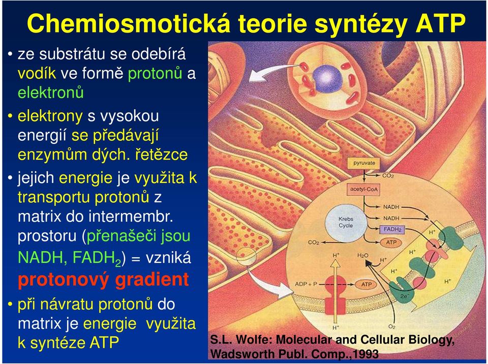 řetězce jejich energie je využita k transportu protonů z matrix do intermembr.