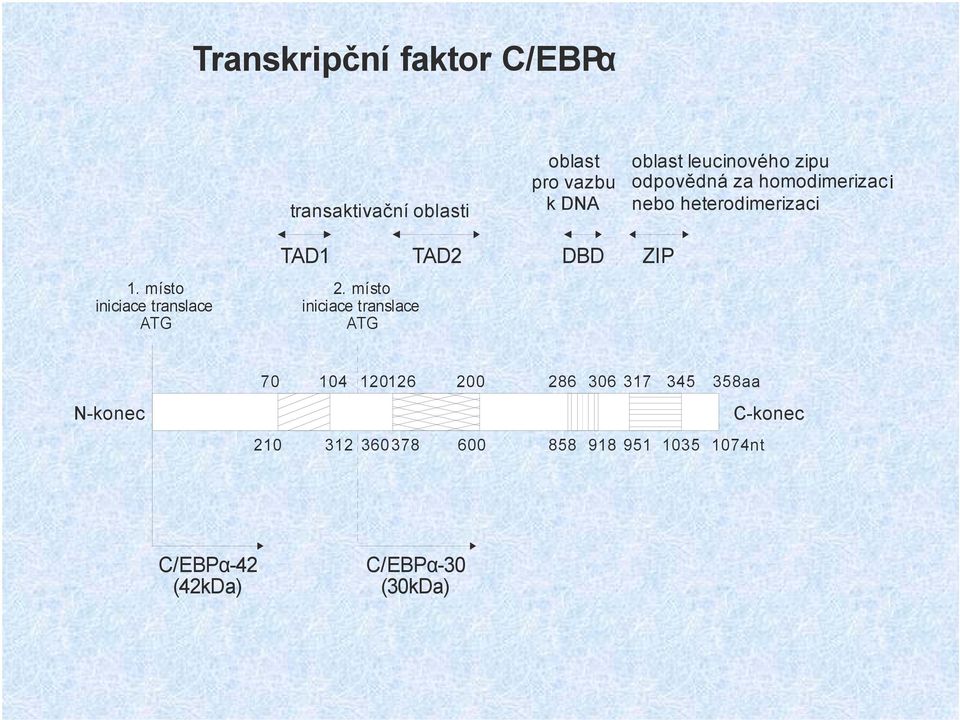 místo iniciace translace ATG TAD1 TAD2 DBD ZIP 2.