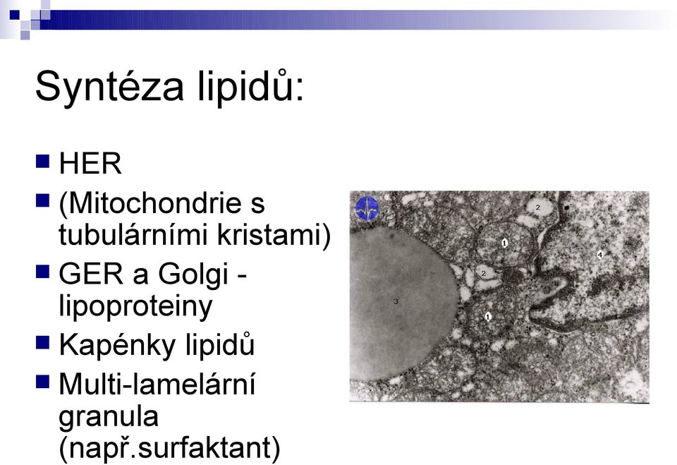 Golgi lipoproteiny Kapénky lipidů