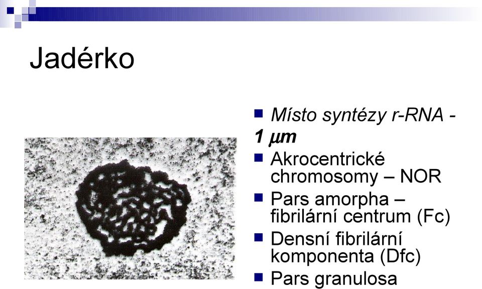 amorpha fibrilární centrum (Fc)