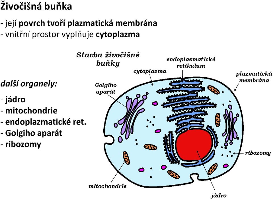 vyplňuje cytoplazma další organely: - jádro -