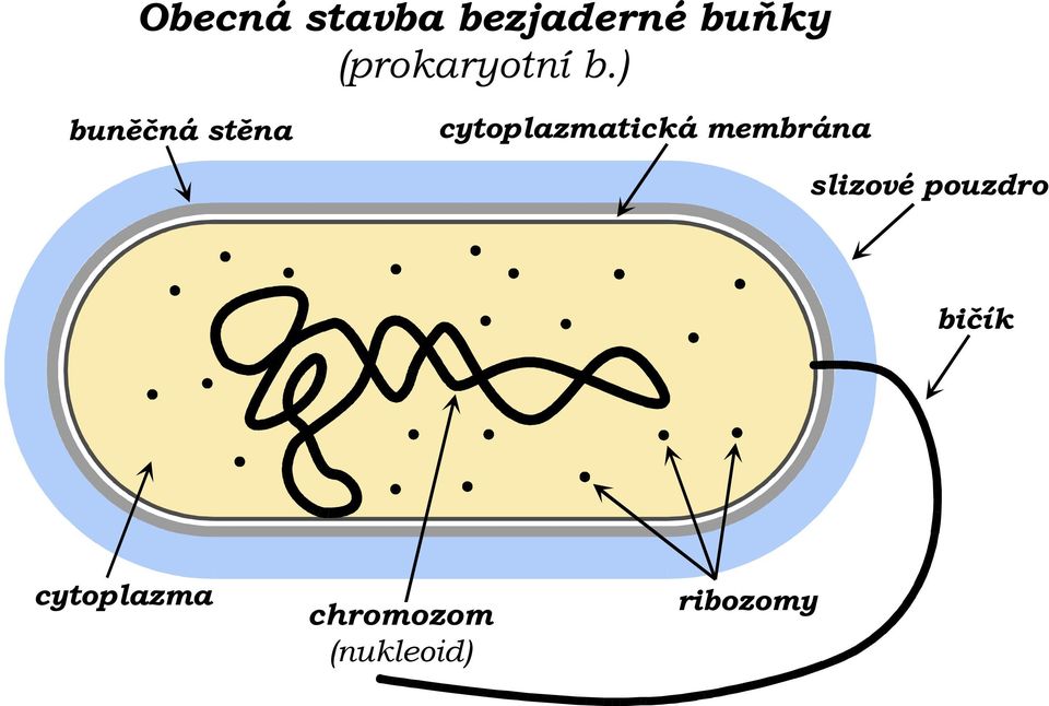 ) buněčná stěna cytoplazmatická membrána