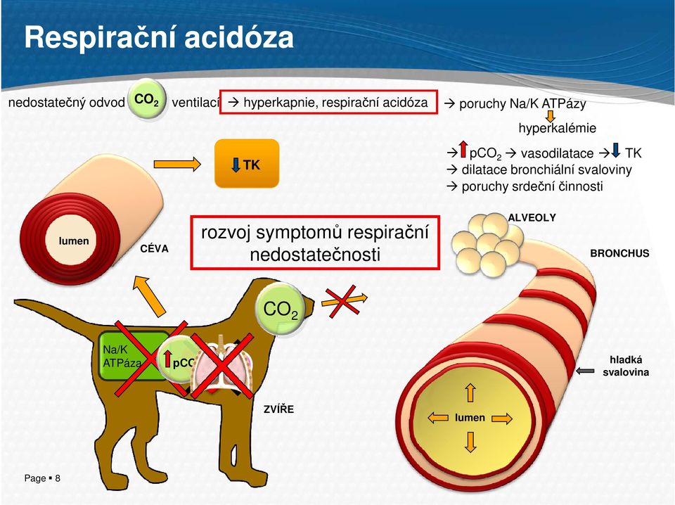 bronchiální svaloviny poruchy srdeční činnosti TK ALVEOLY lumen rozvoj symptomů