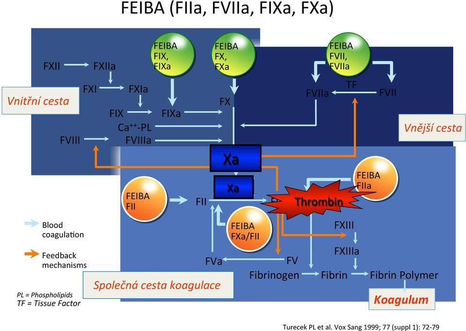 koagulace FEIBA FX, FXa FVa FX Xa FXa FXa FEIBA FXa/FII FV Fibrinogen FVIIa FEIBA FVII, FVIIa FIIa (Thrombin)