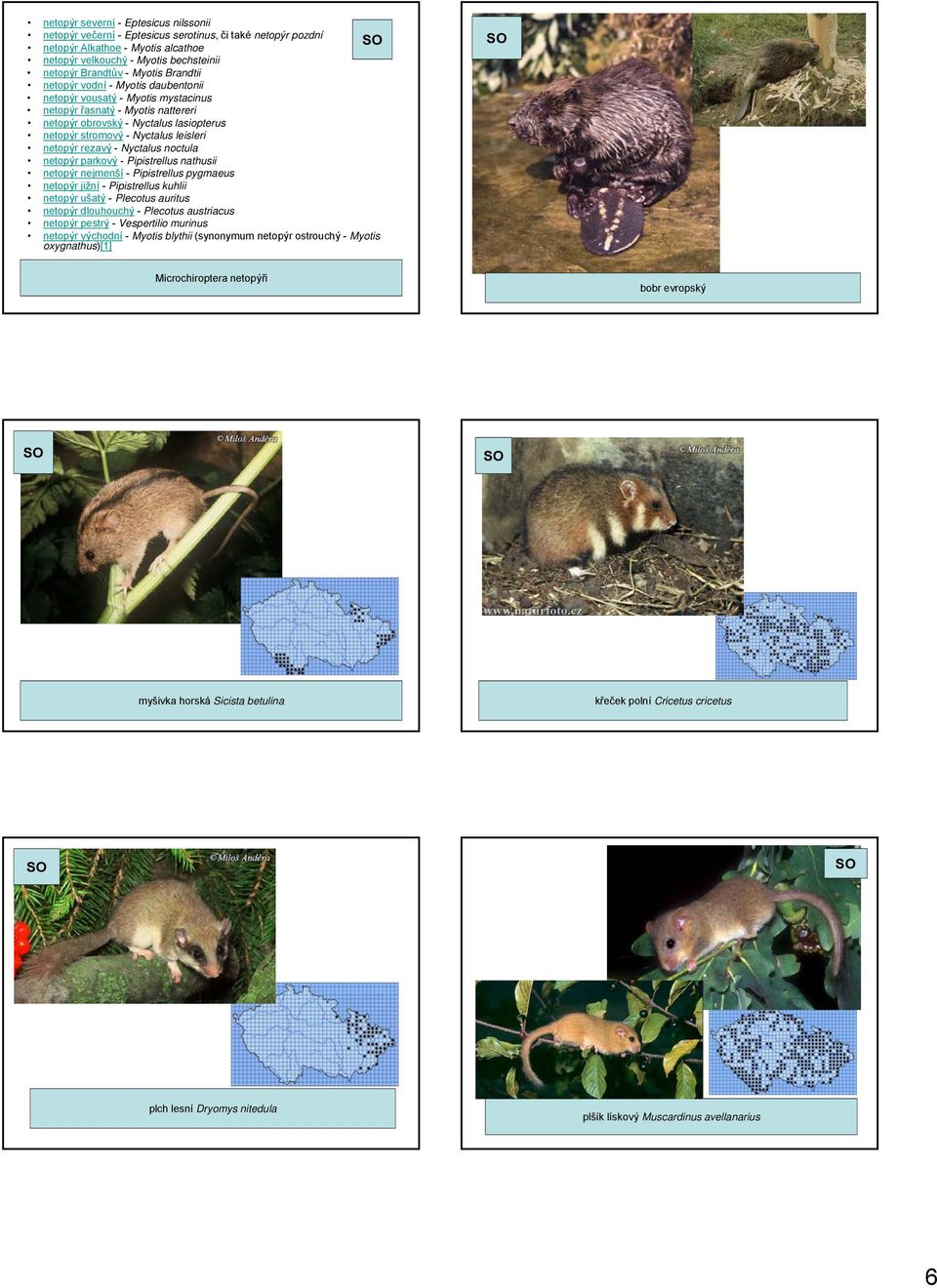 rezavý - Nyctalus noctula netopýr parkový - Pipistrellus i nathusii netopýr nejmenší - Pipistrellus pygmaeus netopýr jižní - Pipistrellus kuhlii netopýr ušatý - Plecotus auritus netopýr dlouhouchý -