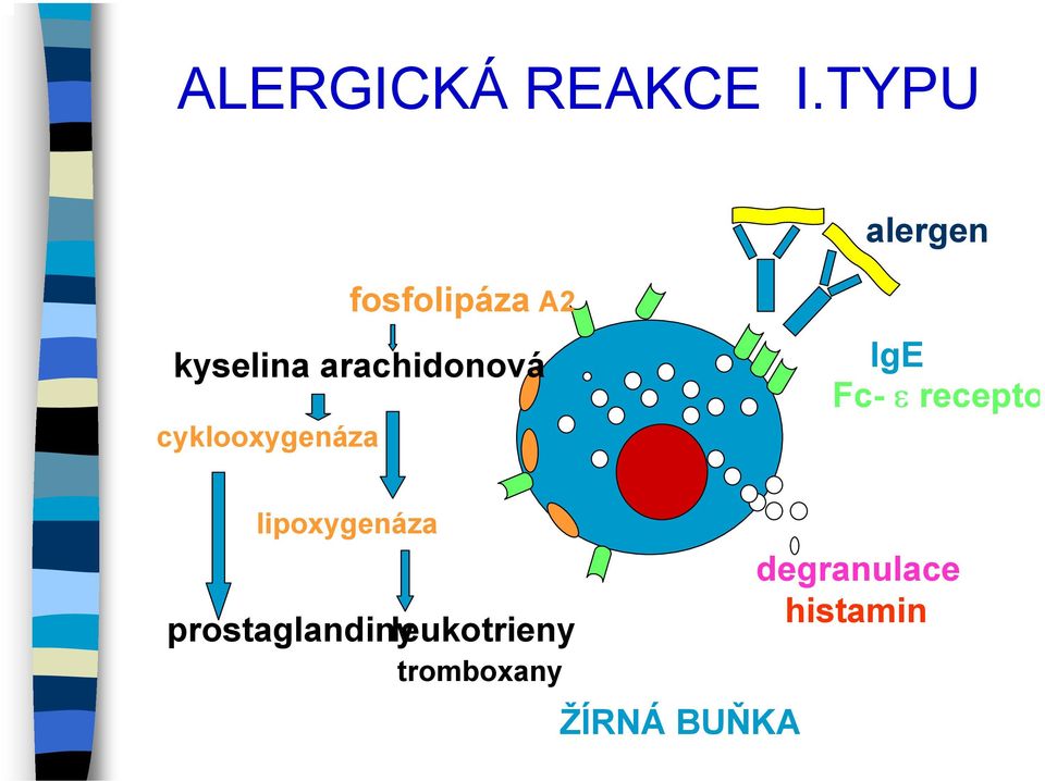 arachidonová cyklooxygenáza IgE Fc- ε recepto