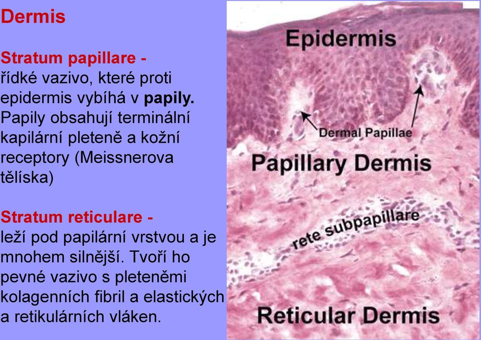 tělíska) Stratum reticulare - leží pod papilární vrstvou a je mnohem silnější.