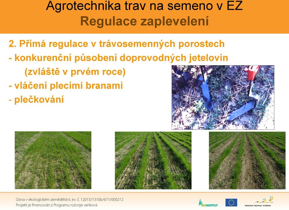 Přímá regulace v trávosemenných porostech -