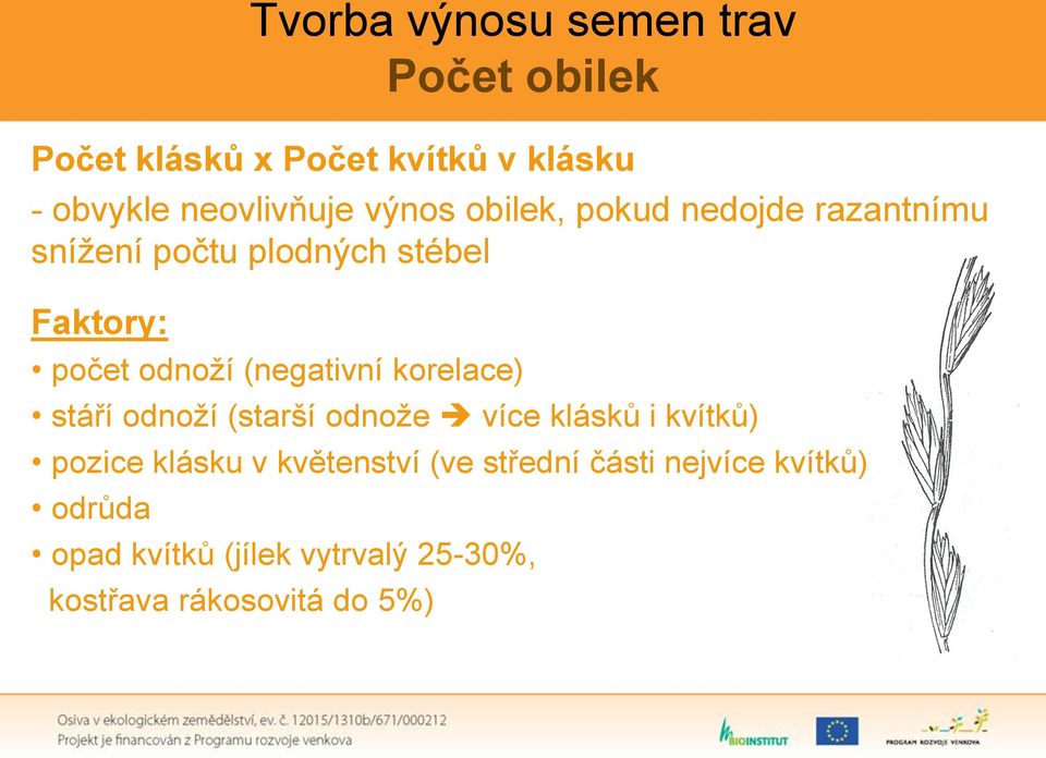 (negativní korelace) stáří odnoží (starší odnože více klásků i kvítků) pozice klásku v květenství