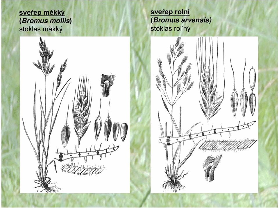 sveřep rolní (Bromus