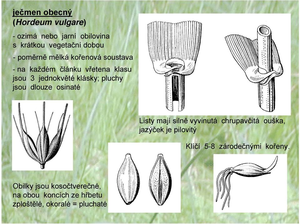 pluchy jsou dlouze osinaté Listy mají silně vyvinutá chrupavčitá ouška, jazýček je pilovitý