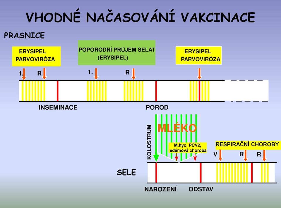 R ERYSIPEL PARVOVIRÓZA INSEMINACE POROD KOLOSTRUM MLÉKO M.