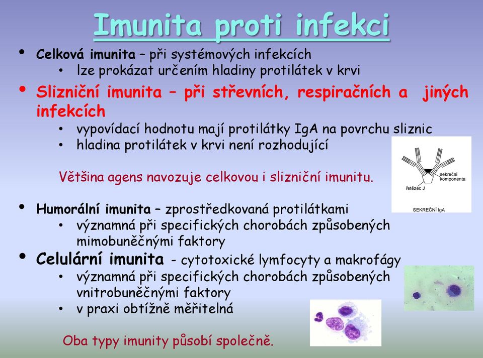 řetězec J sekreční komponenta Humorální imunita zprostředkovaná protilátkami významná při specifických chorobách způsobených mimobuněčnými faktory Celulární imunita -