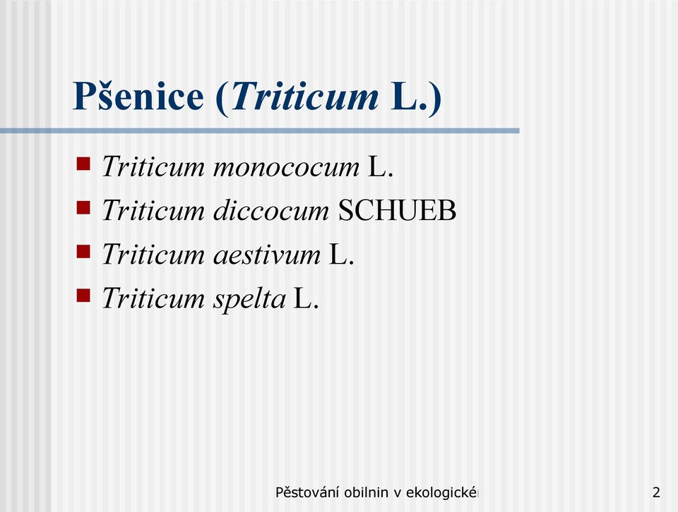 Triticum diccocum SCHUEB