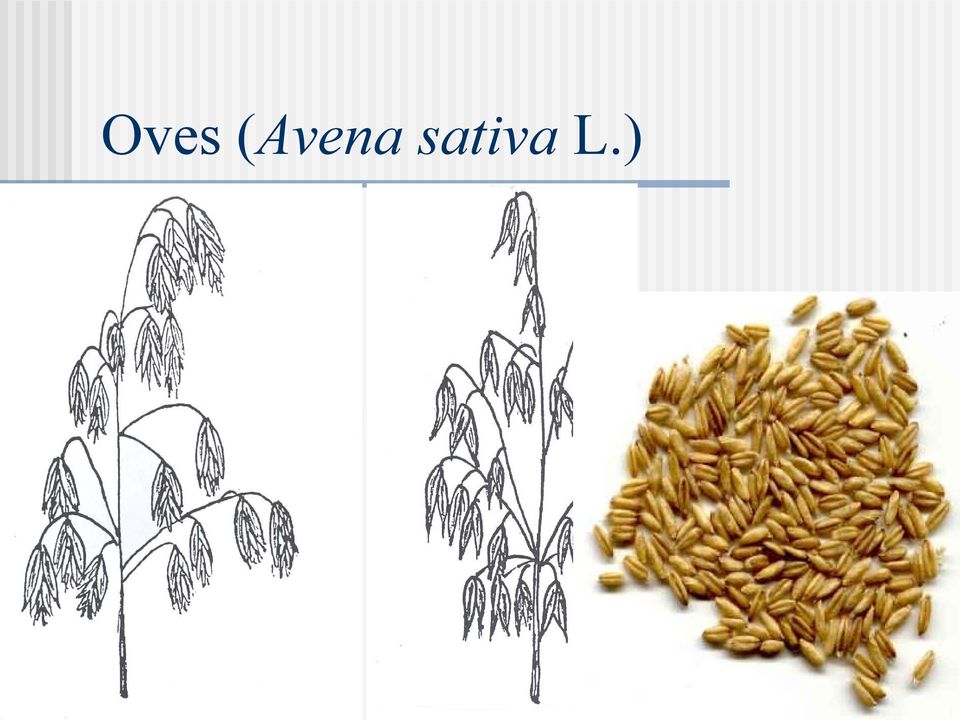 sativa L.