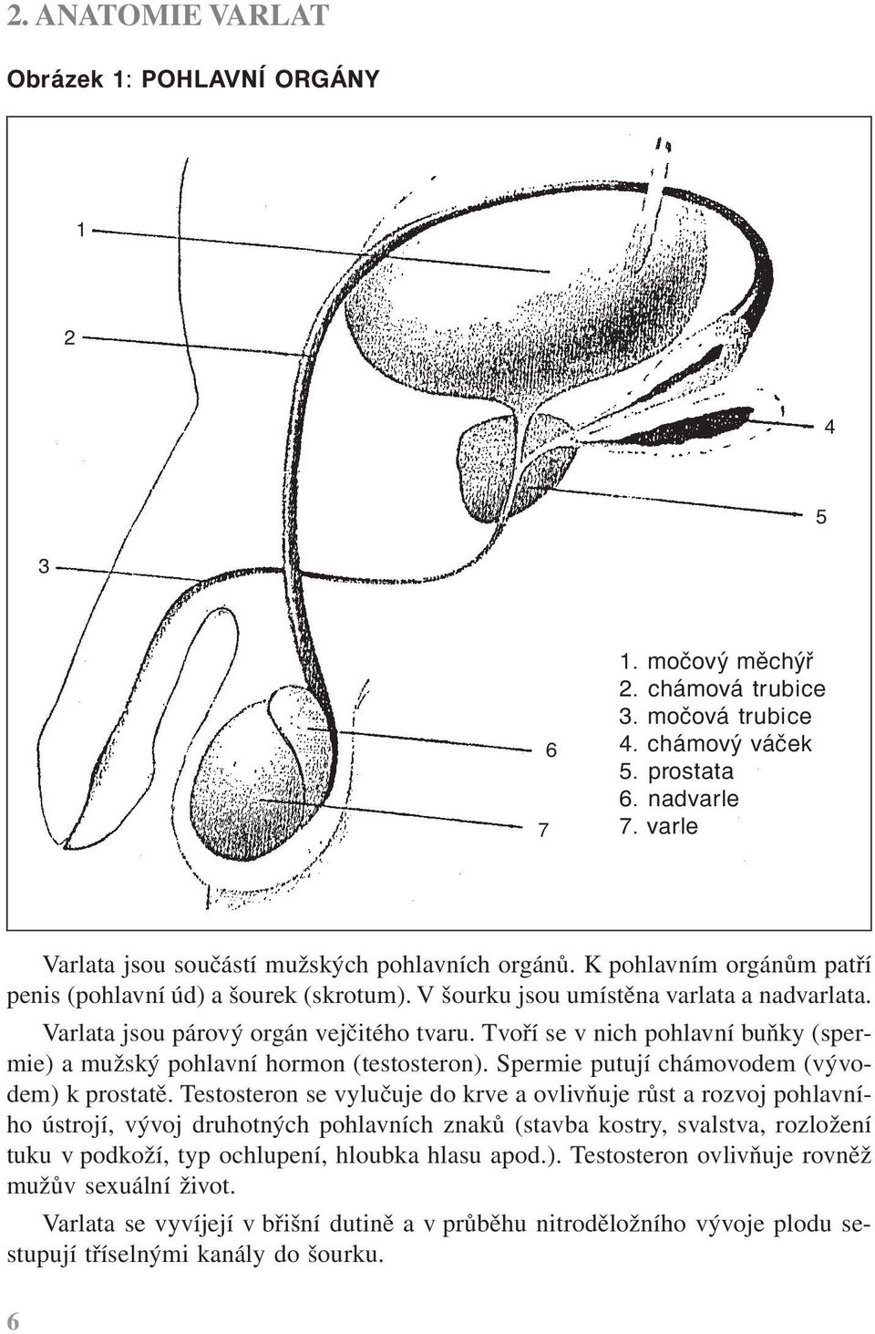 Varlata jsou párový orgán vejčitého tvaru. Tvoří se v nich pohlavní buňky (spermie) a mužský pohlavní hormon (testosteron). Spermie putují chámovodem (vývodem) k prostatě.