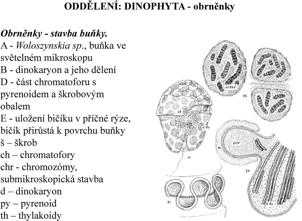 pyrenoidem a škrobovým obalem E - uložení bičíku v příčné rýze, bičík přirůstá k povrchu