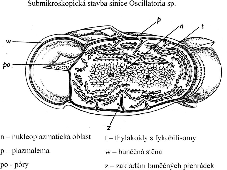 s fykobilisomy p plazmalema w buněčná stěna