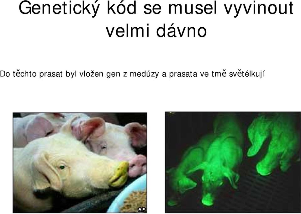 chto prasat byl vložen gen