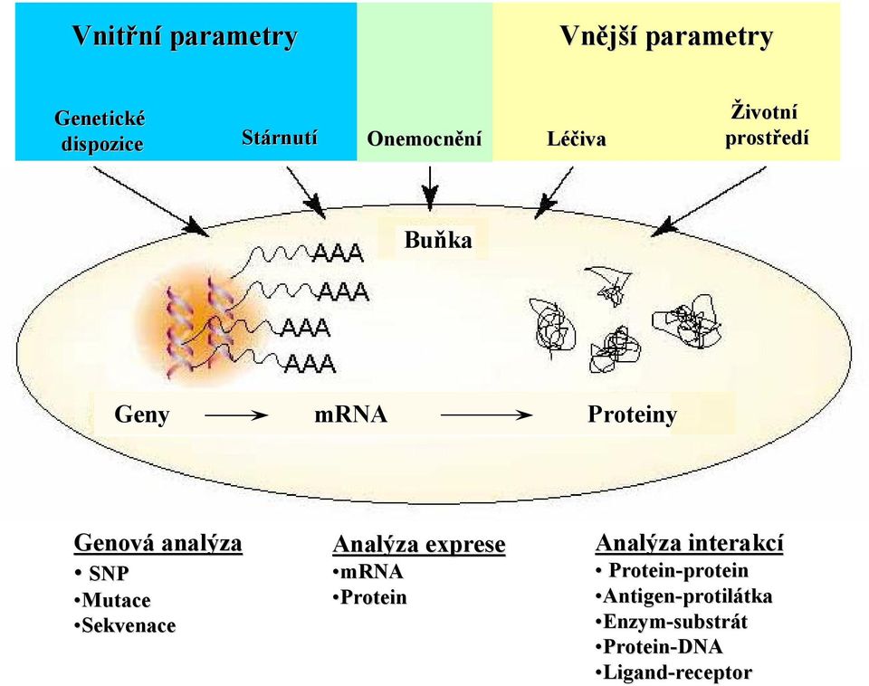 Mutace Sekvenace Analýza exprese mrna Protein Analýza interakcí