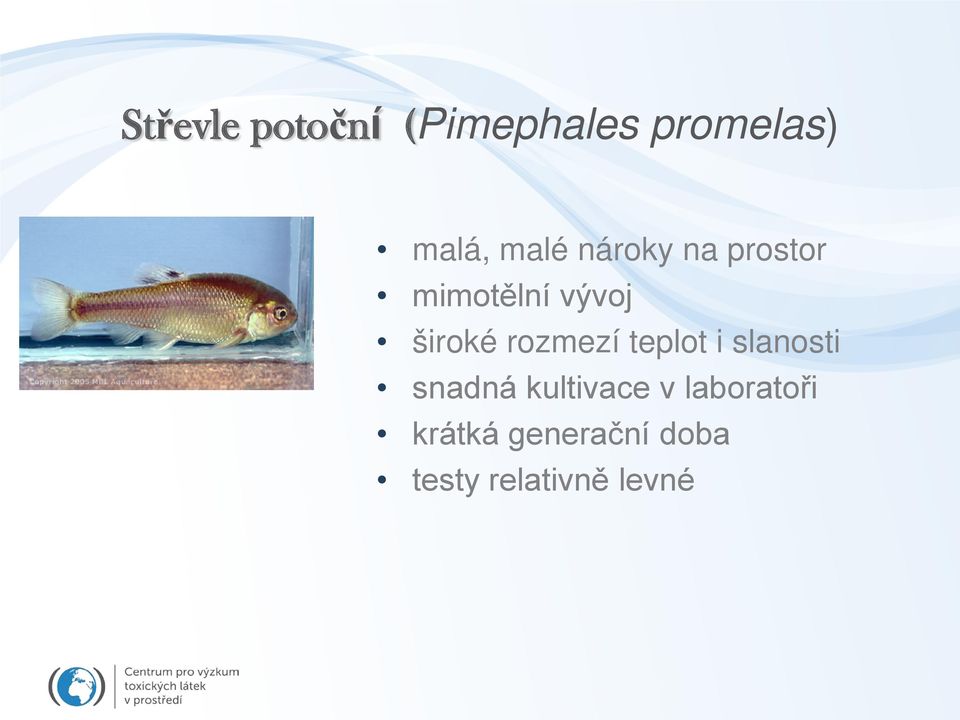 rozmezí teplot i slanosti snadná kultivace v