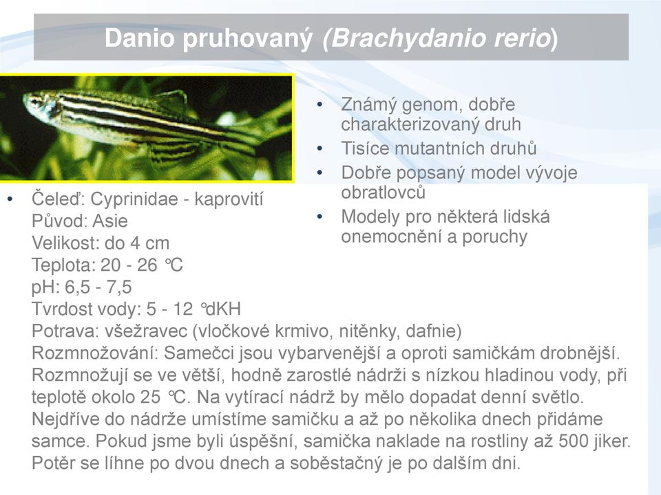 jsou vybarvenější a oproti samičkám drobnější. Rozmnožují se ve větší, hodně zarostlé nádrži s nízkou hladinou vody, při teplotě okolo 25 C. Na vytírací nádrž by mělo dopadat denní světlo.