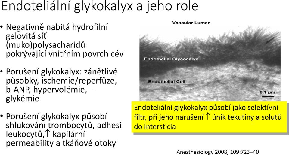 glykokalyx působí shlukování trombocytů, adhesi leukocytů, kapilární permeability a tkáňové otoky Endoteliální