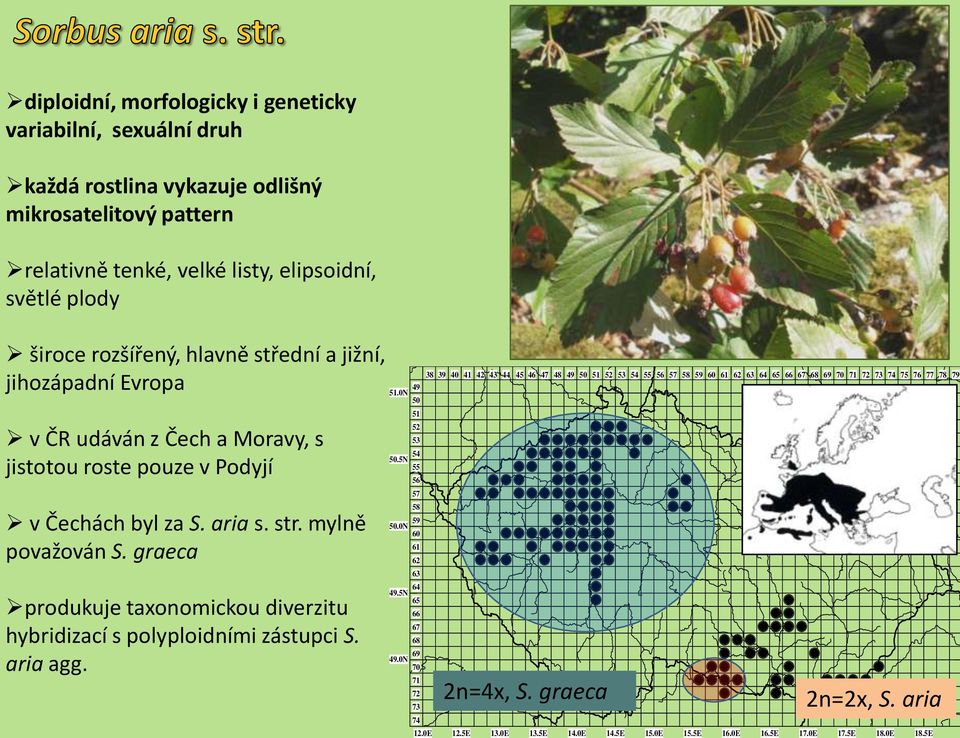graeca produkuje taxonomickou diverzitu hybridizací s polyploidními zástupci S. aria agg.