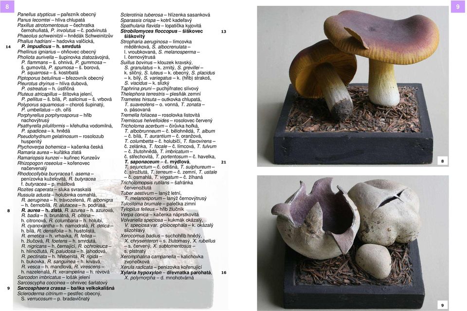 flammans š. ohnivá, P. gummosa š. gumovitá, P. spumosa š. borová, P. squarrosa š. kostrbatá Piptoporus betulinus březovník obecný Pleurotus dryinus hlíva dubová, P. ostreatus h.