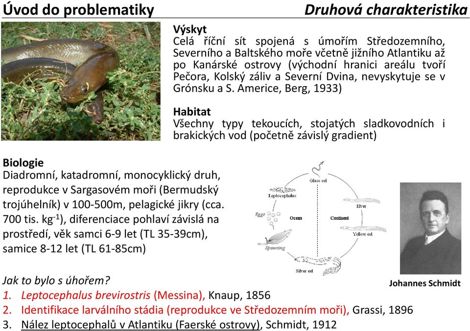 Americe, Berg, 1933) Biologie Diadromní, katadromní, monocyklický druh, reprodukce v Sargasovém moři (Bermudský trojúhelník) v 100-500m, pelagické jikry (cca. 700 tis.