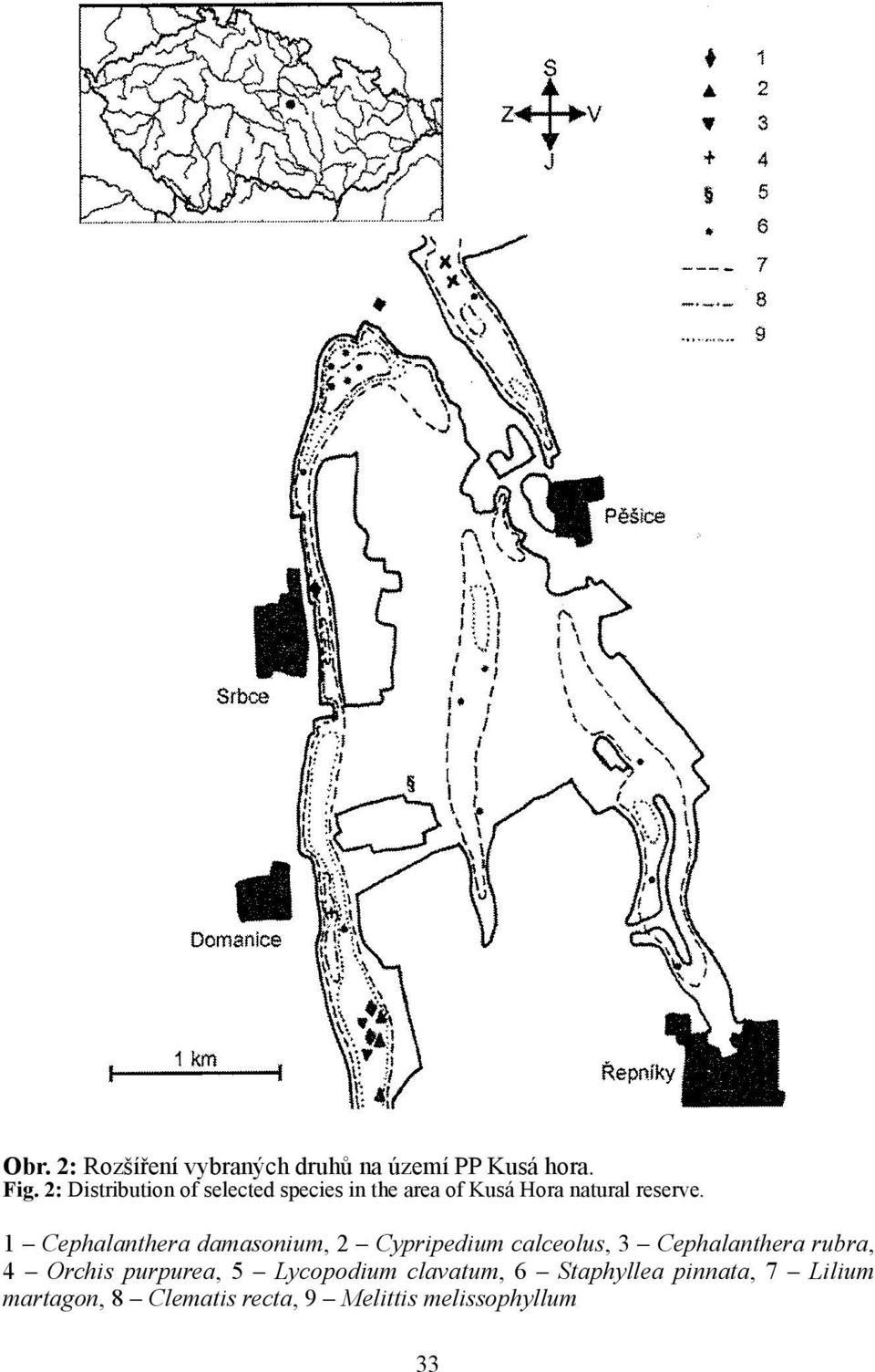 1 Cephalanthera damasonium, 2 Cypripedium calceolus, 3 Cephalanthera rubra, 4 Orchis