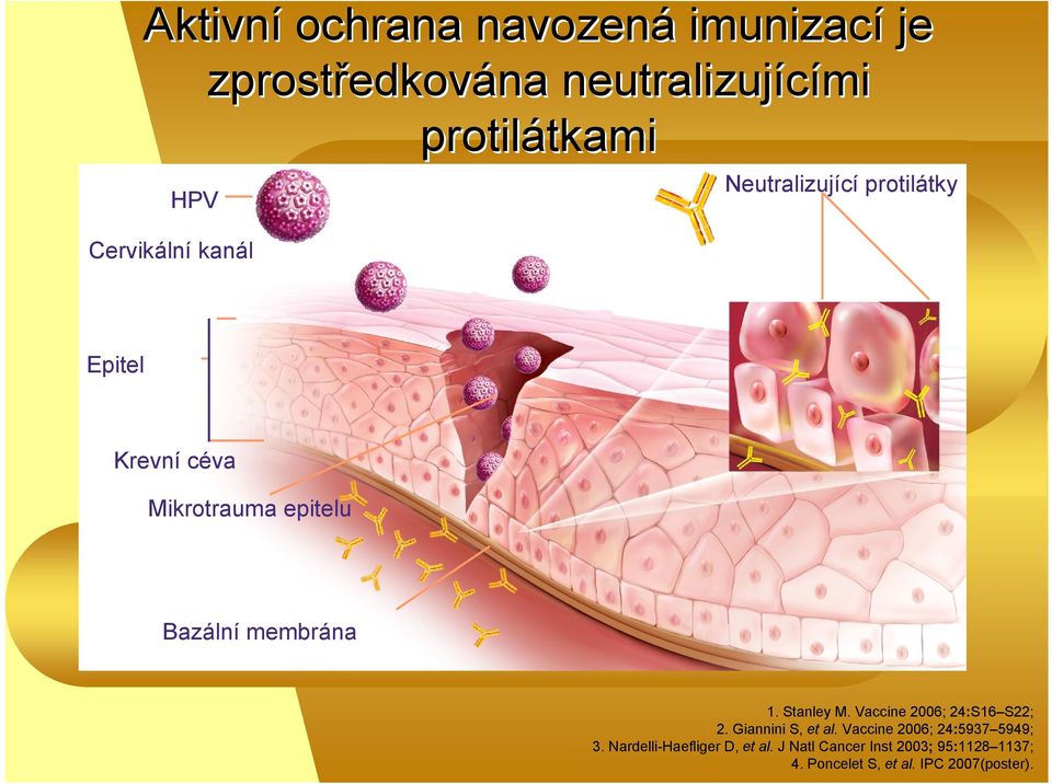 membrána 1. Stanley M. Vaccine 2006; 24:S16 S22; 2. Giannini S, et al.
