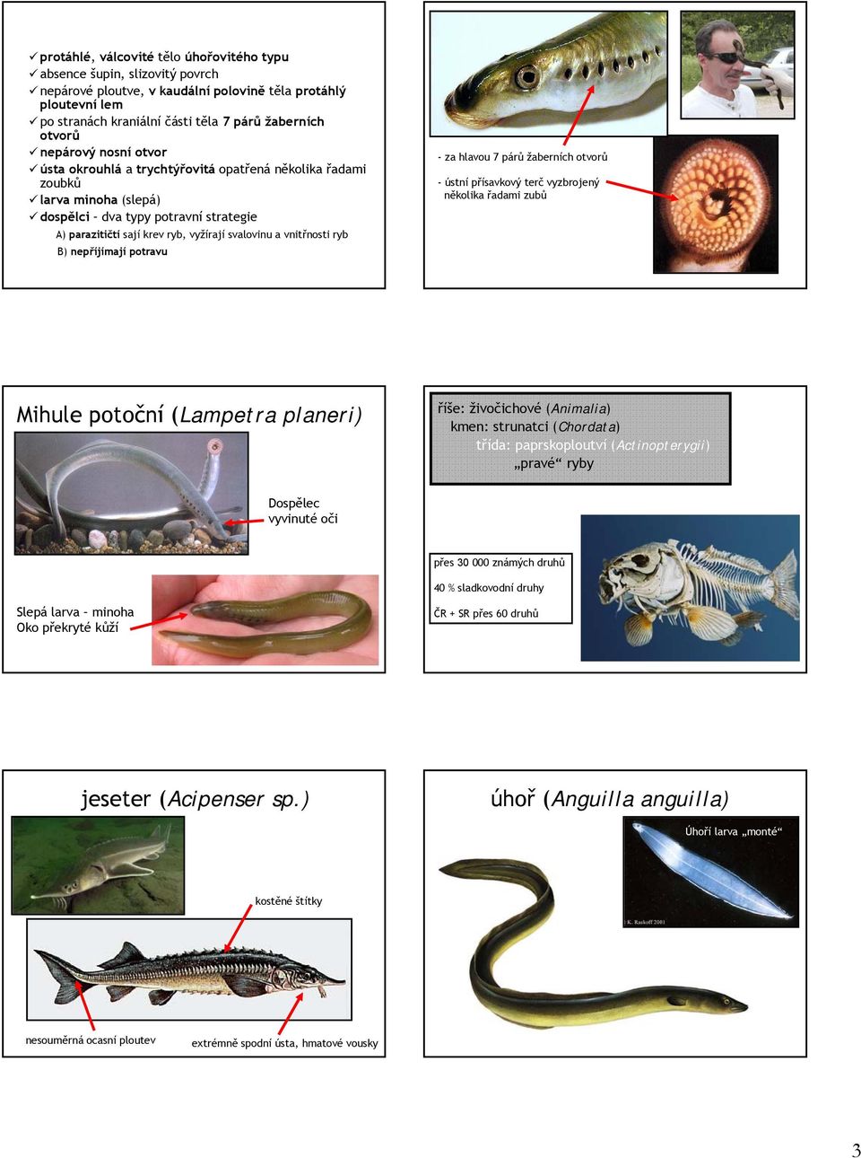 vnitřnosti ryb B) nepříjímají potravu - za hlavou 7 párů žaberních otvorů - ústní přísavkový terč vyzbrojený několika řadami zubů Mihule potoční (Lampetra planeri) říše: živočichové (Animalia) kmen: